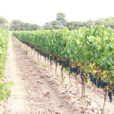 domain terres georges vineyards