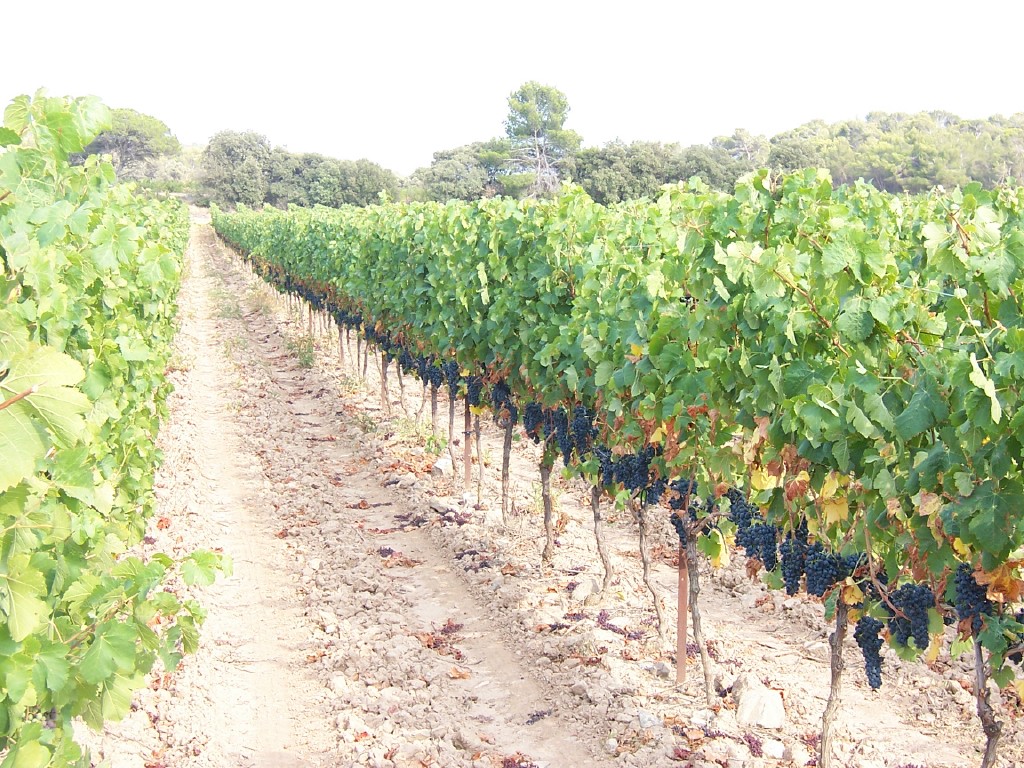 domain terres georges vineyards
